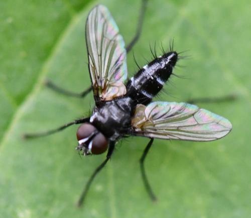Gastrolepta anthracina